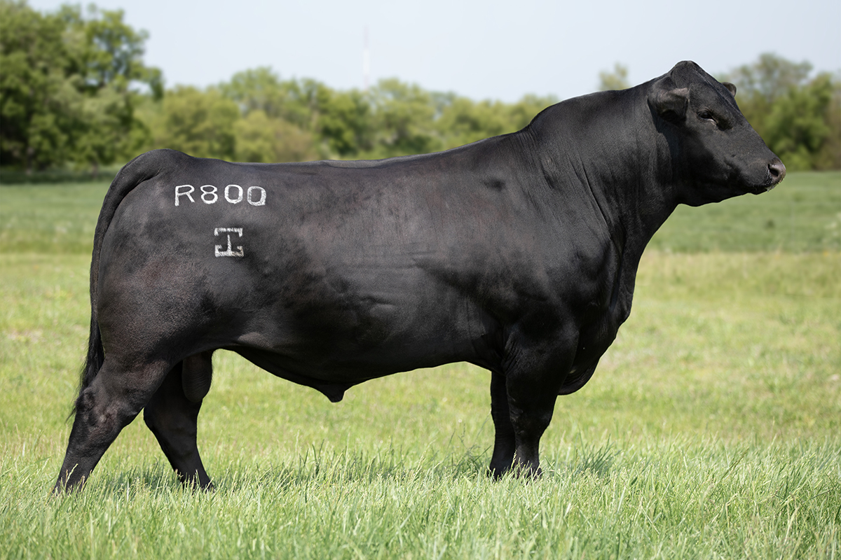 44 Set Up 0554 - Select Sires Beef