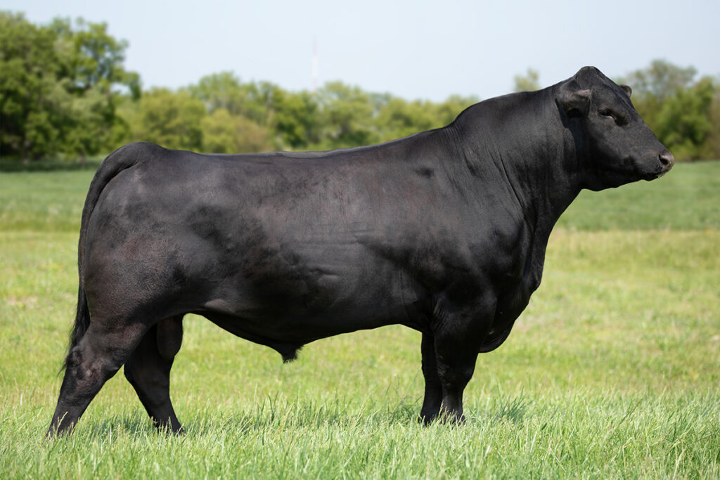 44 Set Up 0554 - Select Sires Beef