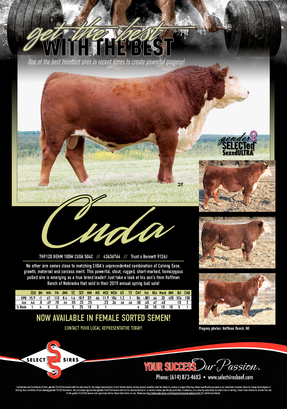 Flyers Select Sires Beef