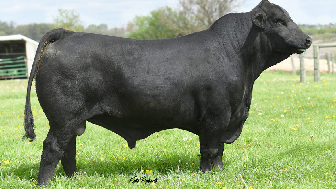 Select Sires Beef