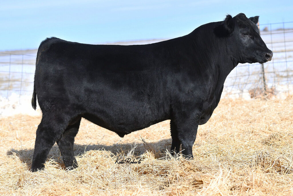 BLACK COWBELL TAMA 黒 ○ TAMA BLACK COWBELL 日本製 TAMA BLACK COWBELL 日本製