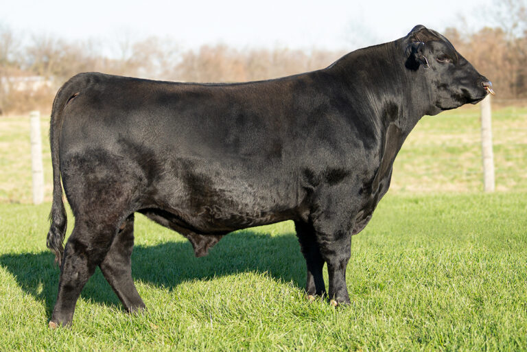 Angus - Select Sires Beef