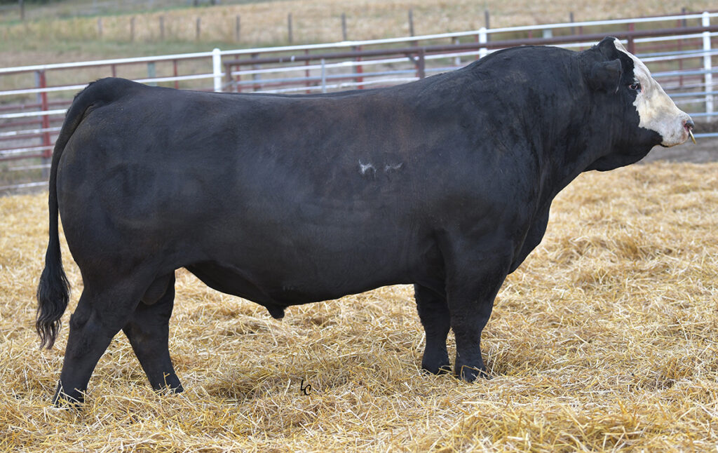 morethan60years、94ML60thEdition Amazon.com: Exmark 135-2566 Engine Oil 10W-30 Full Synthetic 1