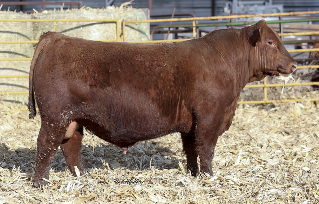 HXC Grindstone 9908G Select Sires Beef