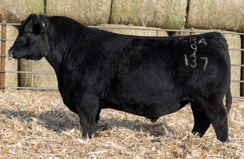 Crawford Guarantee 9137 - Select Sires Beef