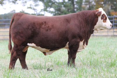 Hereford - Select Sires Beef