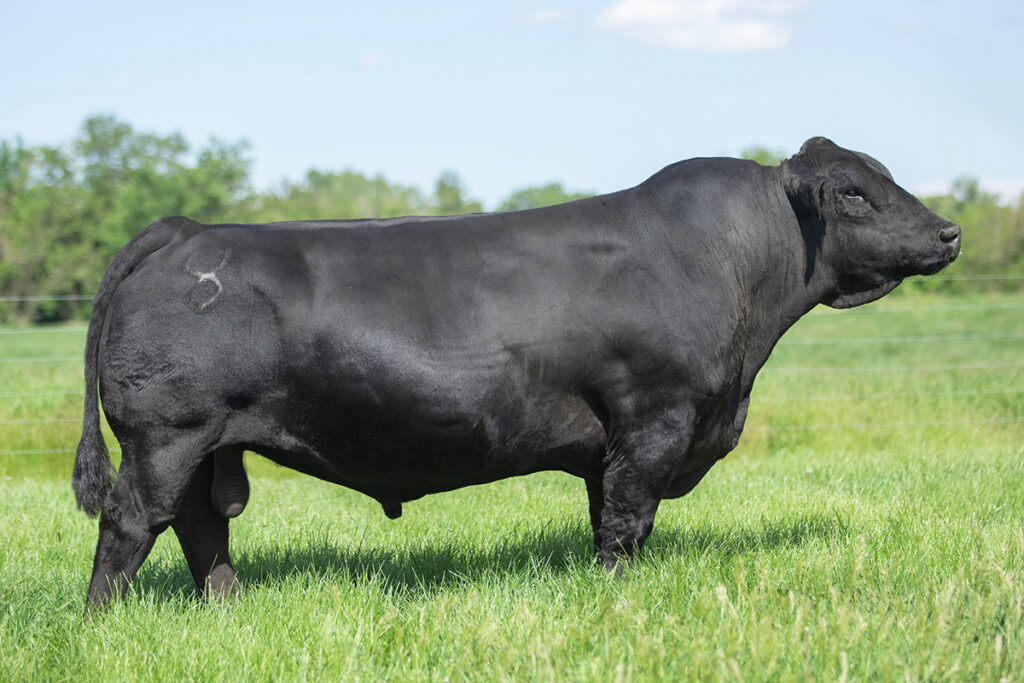 LCDR Progressive 106G - Select Sires Beef