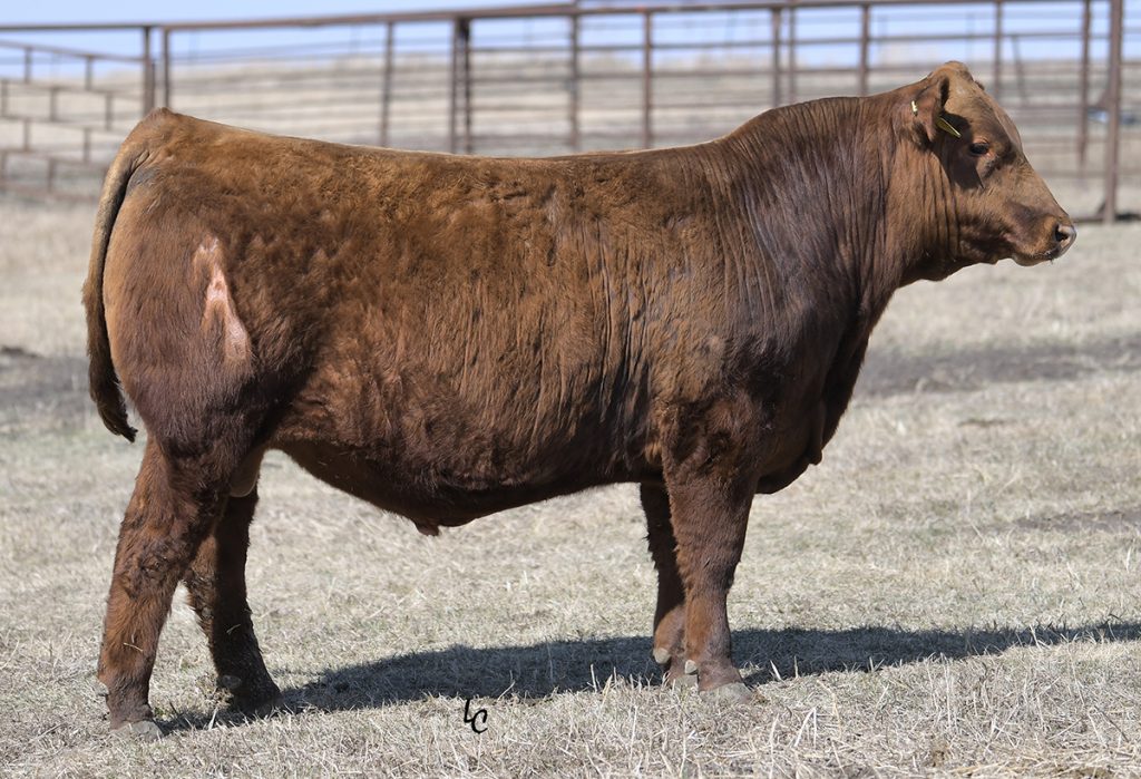 Bieber Blue Chip H302 Select Sires Beef