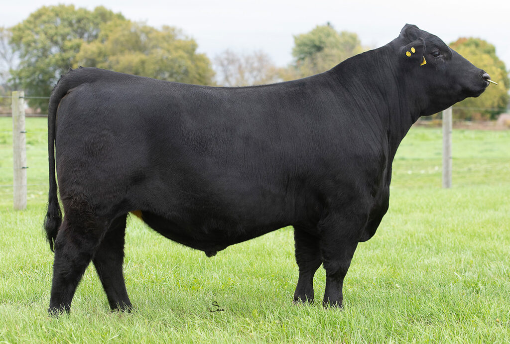 Schiefelbein North Star 6770 - Select Sires Beef