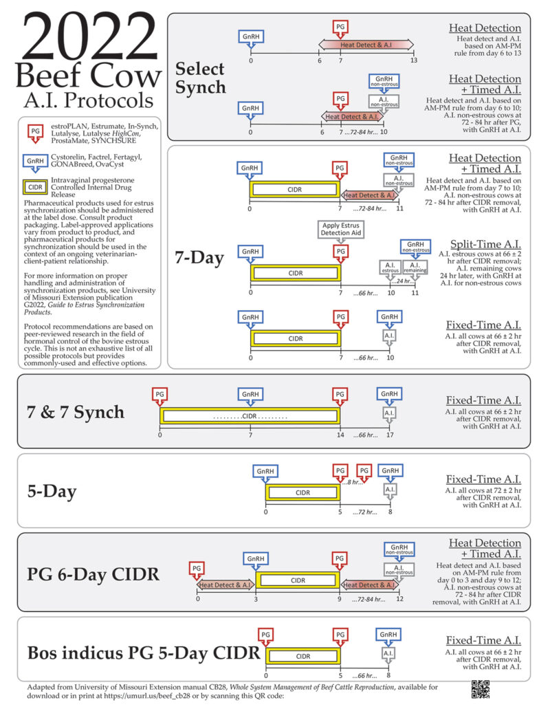 Beef Cow Synch Protocols Select Sires Beef