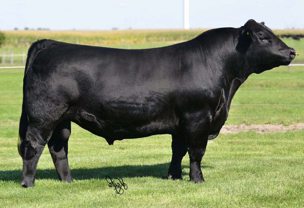 WLE/LWSC Revolution A409 - Select Sires Beef