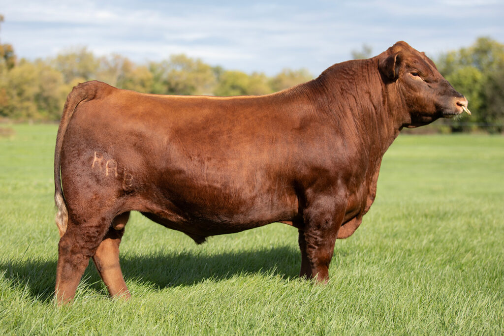 Bieber Checkmate K126 - Select Sires Beef