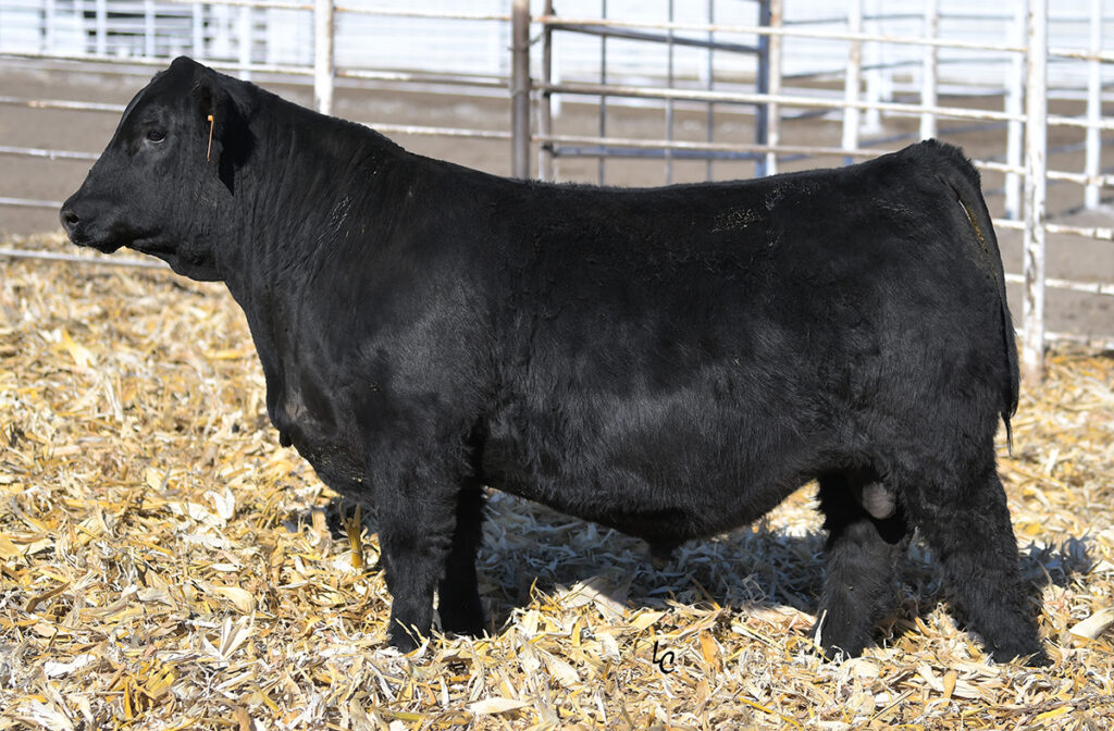 TJ GOLD STRIKE 506J - Select Sires Beef