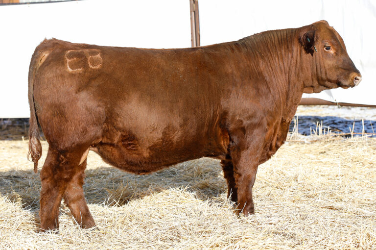 Select Sires Beef 2025 Catalog - Vilma Jewelle