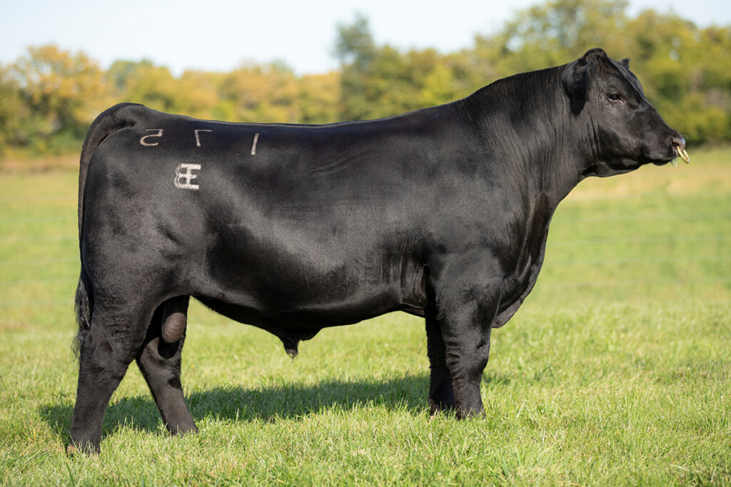 E&B Rival 175 - Select Sires Beef