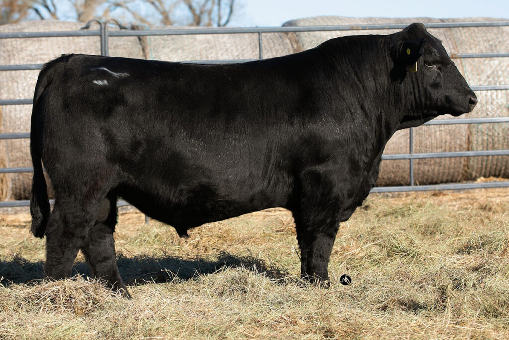 IR Riley H383 - Select Sires Beef