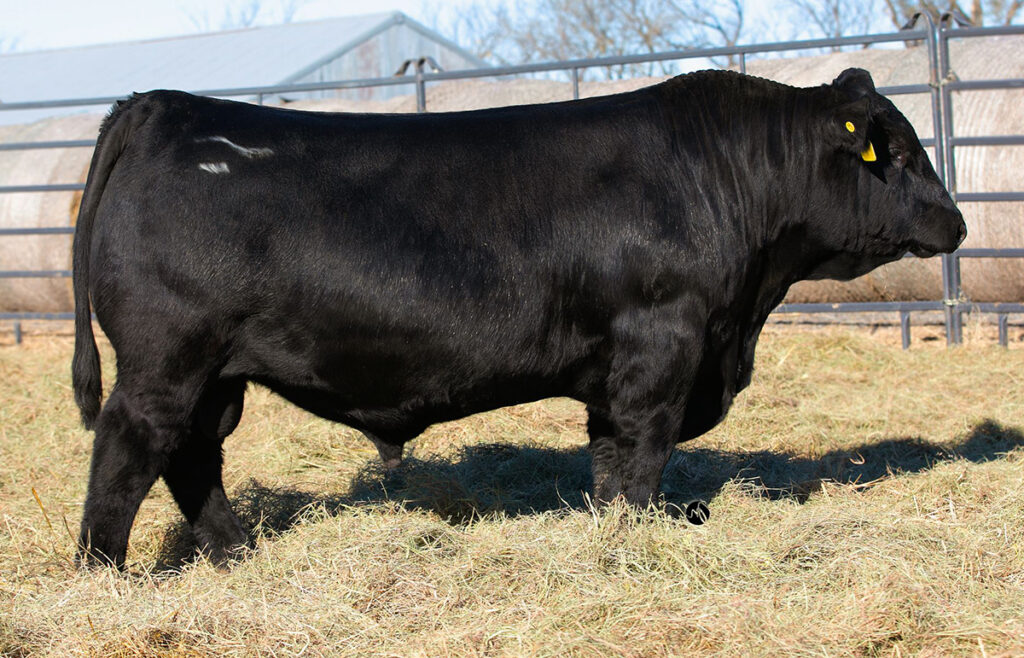 IR Bluemont H386 - Select Sires Beef