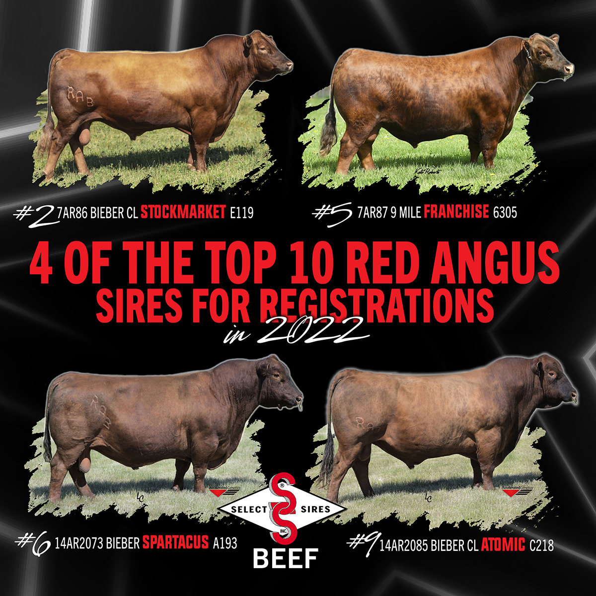 Top Angus Sires 2024 - Dania Henryetta