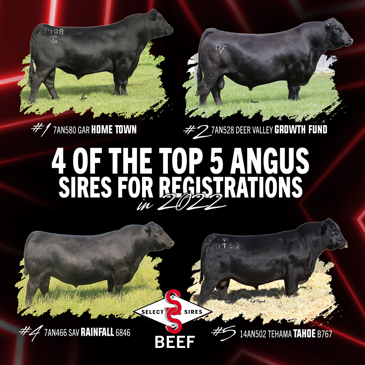 Select Sires Beef