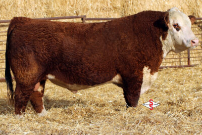 NJW 119E 87G ENDORSEMENT 216J