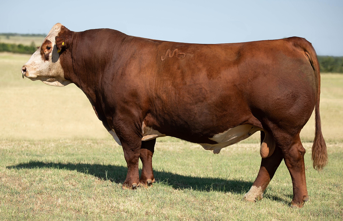 BIRDWELL REDBIRD 7098 - Select Sires Beef