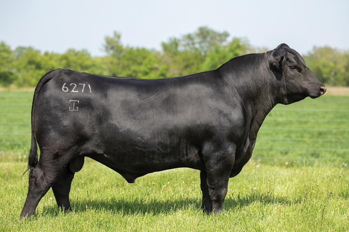 G A R Apex - Select Sires Beef