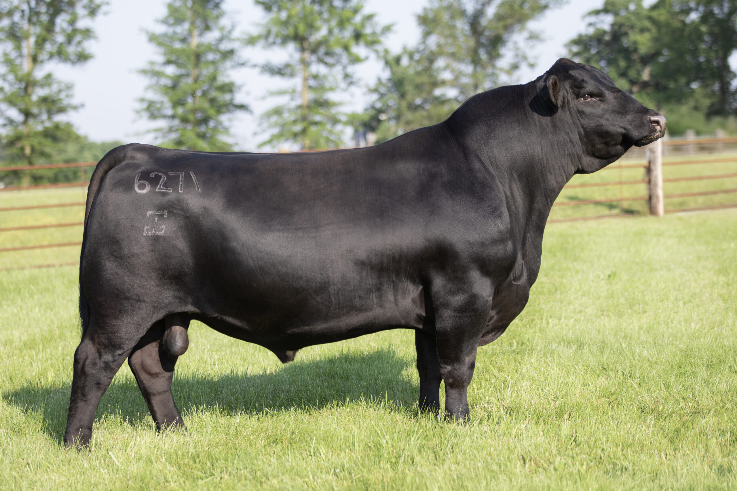 G A R Apex - Select Sires Beef