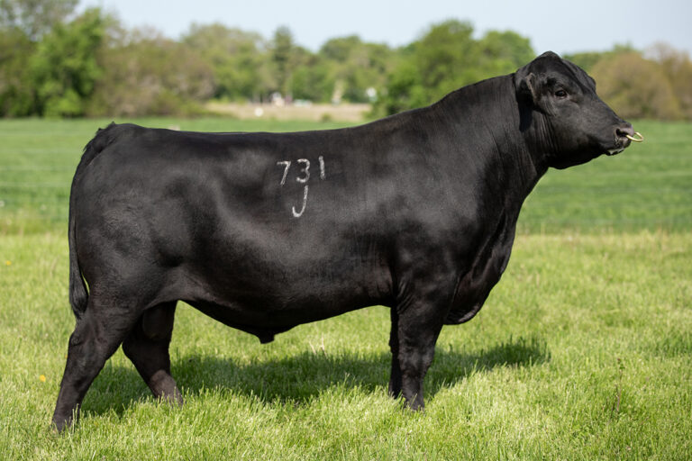 Select Sires Beef