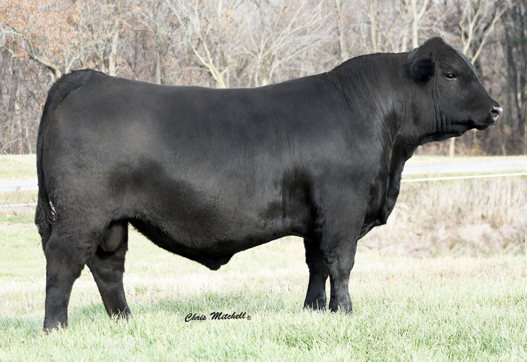 All American J109 - Select Sires Beef