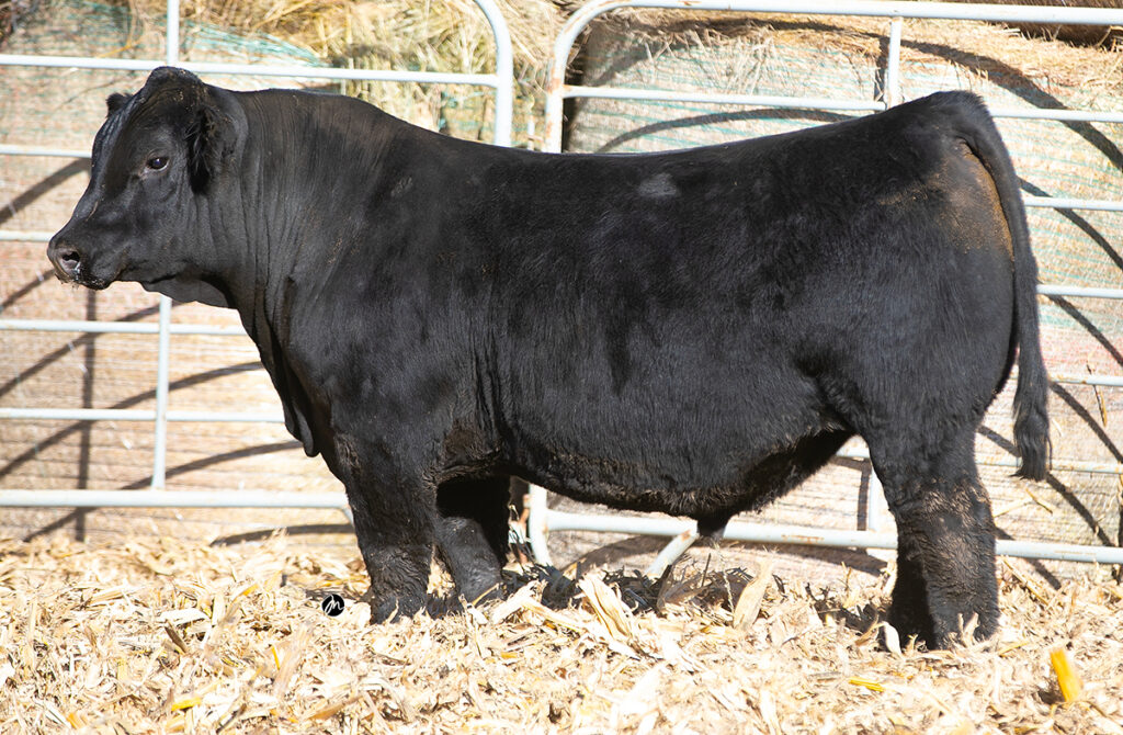 M4 Alpha 267K - Select Sires Beef