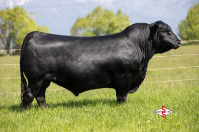 Coleman Easy Decision 1539
