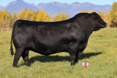 Coleman Easy Decision 1539