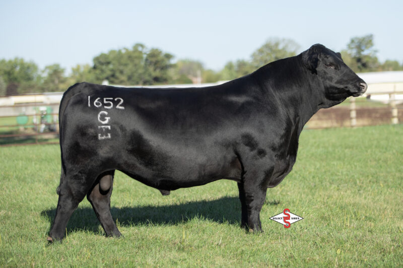 7AN805 POWER CAT_2025 LOGO