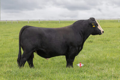 STCC Mantachie 105L