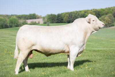 JMAR Kade 4E42