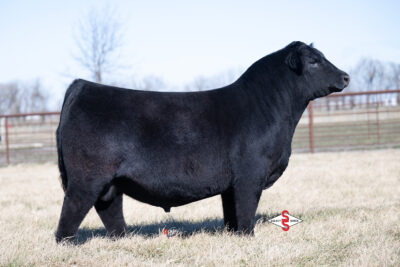 PVF Capone 2104