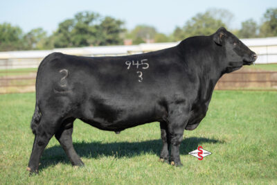 SITZ Contractor 9453