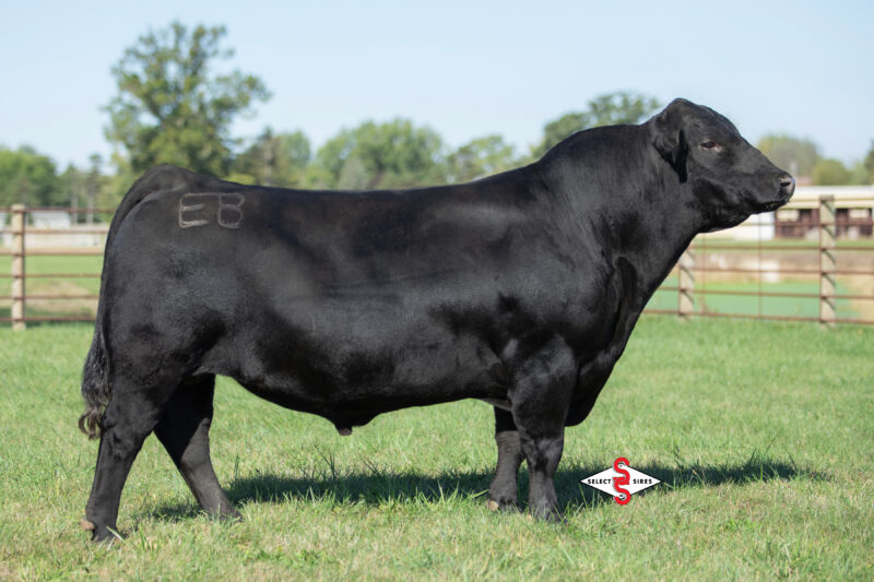 7SM154 MEDICINE MAN_LOGO