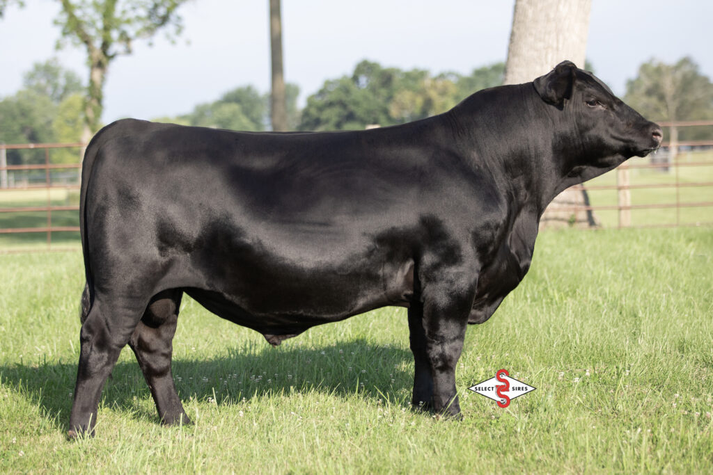 7AN843-Memphis_2025-logo-1-