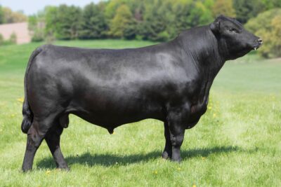E W A Laredo L017B