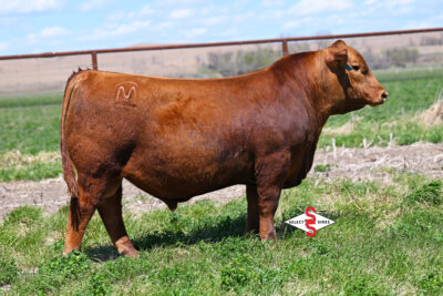 Mushrush Top Secret M126