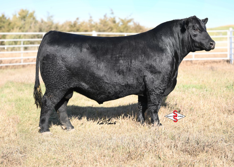 7AN896_44FAITHFUL-LOGO