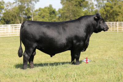 Deer Valley Margin Call 4342