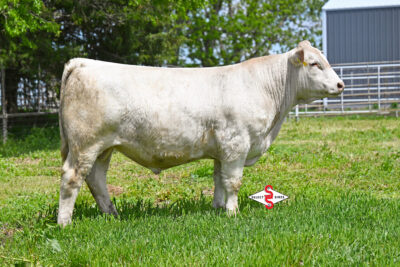 FTJ Silver Bullet 2440