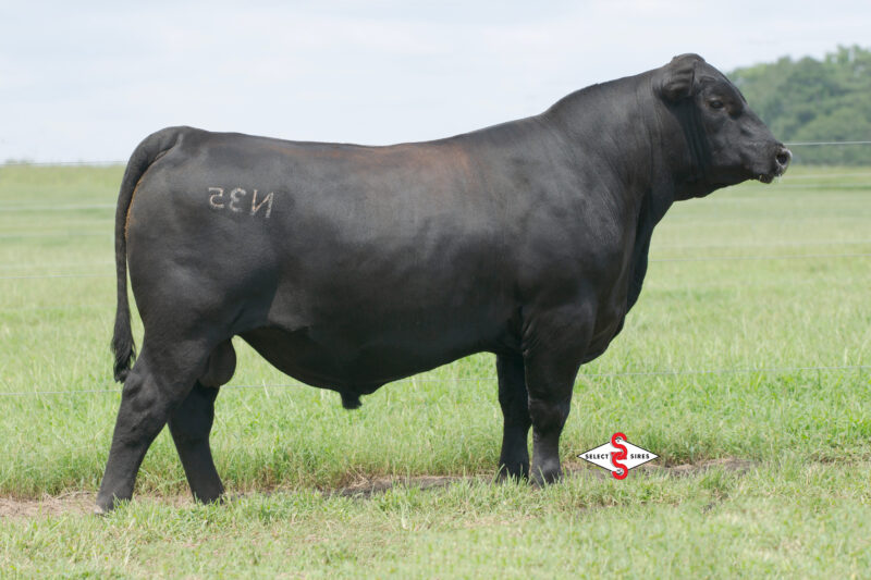 7AN898_SOUTHERN ROCK-LOGO,RIGHT