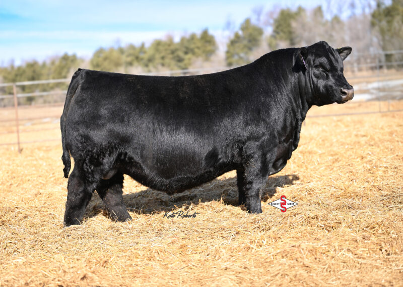 7AN933_LONGEVITY-LOGO