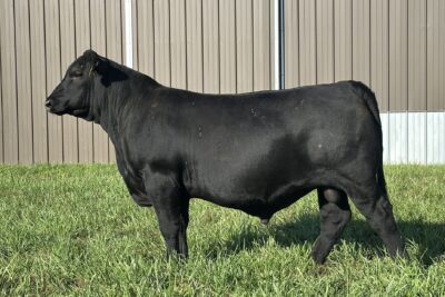 Dalebanks Free Trade