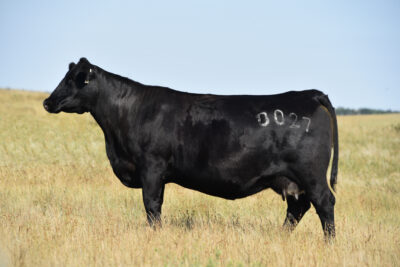 DAM OF FLINT
