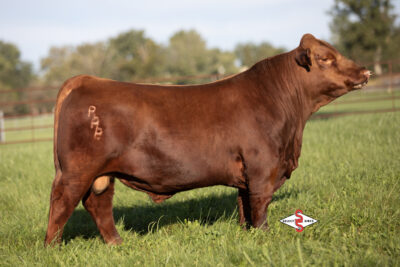 BIEBER SCH REST ASSURED N660