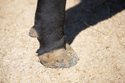 7SM174_GENERATIONAL-FEET 1
